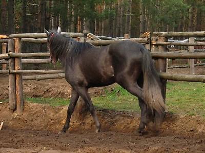 Obrazek