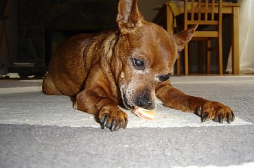 Eikos Media Group, 1998-2006. #Poofter #Goldenburg #Chihuahua #Mexican #Mexico #Dog #Animal #PGoldenburg #Goldenberg #EIKOS