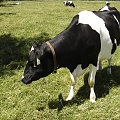 Various pictures of cows. #Cow #Cattle #Bovine #Krowa #Mleka #Mleko #Bull #Animal #moo