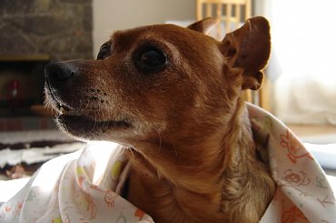 Eikos Media Group, 1998-2006 #Poofter #Goldenburg #Chihuahua #Mexican #Mexico #Dog #Animal #PGoldenburg #Goldenberg #EIKOS