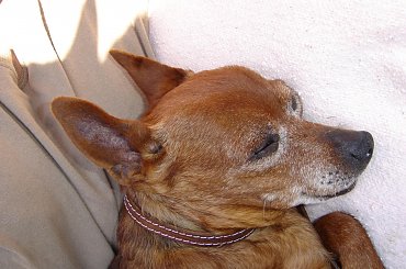 Eikos Media Group, 1998-2006 #Poofter #Goldenburg #Chihuahua #Mexican #Mexico #Dog #Animal #PGoldenburg #Goldenberg #EIKOS