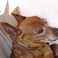 Eikos Media Group, 1998-2006 #Poofter #Goldenburg #Chihuahua #Mexican #Mexico #Dog #Animal #PGoldenburg #Goldenberg #EIKOS