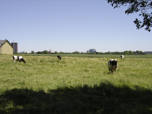 Various pictures of cows. #Cow #Cattle #Bovine #Krowa #Mleka #Mleko #Bull #Animal #moo