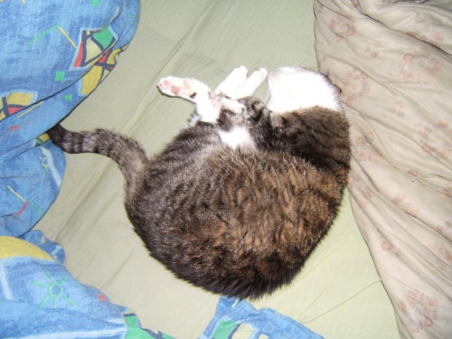 Nie ma to jak cudze łóżko ;-) #ŚpiącyKocur #kot #koty