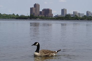 Various pictures of ducks. #Duck #ducks #water #animal #bird #kak #kaka #kaczka #kaczki #feathery #feather #quack #EIKOS