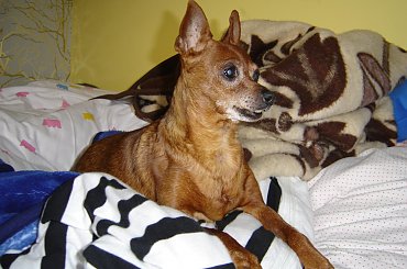 Eikos Media Group, 1998-2006. #Poofter #Goldenburg #Chihuahua #Mexican #Mexico #Dog #Animal #PGoldenburg #Goldenberg #EIKOS