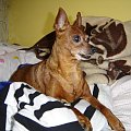 Eikos Media Group, 1998-2006. #Poofter #Goldenburg #Chihuahua #Mexican #Mexico #Dog #Animal #PGoldenburg #Goldenberg #EIKOS