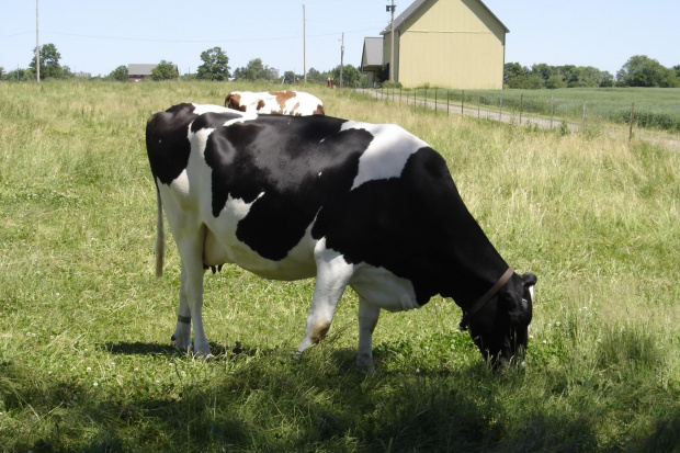 Various pictures of cows. #Cow #Cattle #Bovine #Krowa #Mleka #Mleko #Bull #Animal #moo