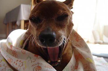 Eikos Media Group, 1998-2006 #Poofter #Goldenburg #Chihuahua #Mexican #Mexico #Dog #Animal #PGoldenburg #Goldenberg #EIKOS