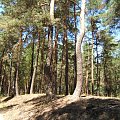 #drzewa #las #KrzyweDrzewa