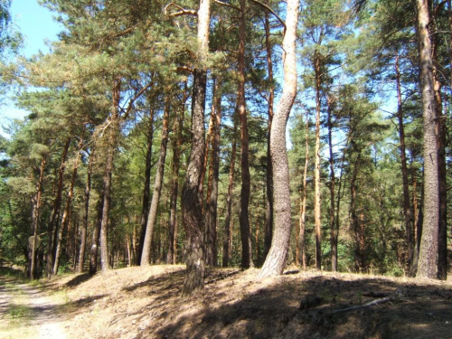 #drzewa #las #KrzyweDrzewa