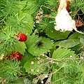 Moje ogrodkowe sa rozne,te naleza do"stworzonek" paletajacych sie po ogrodzie,niech im bedzie... #stworzonka #ogród #przyroda #pajak