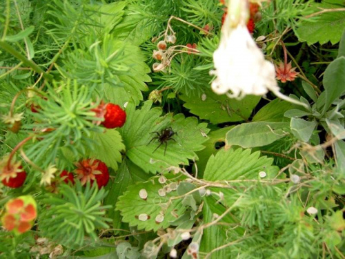Moje ogrodkowe sa rozne,te naleza do"stworzonek" paletajacych sie po ogrodzie,niech im bedzie... #stworzonka #ogród #przyroda #pajak