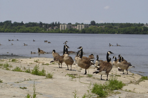 Various pictures of ducks. #Duck #ducks #water #animal #bird #kak #kaka #kaczka #kaczki #feathery #feather #quack #EIKOS