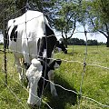 Various pictures of cows. #Cow #Cattle #Bovine #Krowa #Mleka #Mleko #Bull #Animal #moo