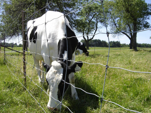 Various pictures of cows. #Cow #Cattle #Bovine #Krowa #Mleka #Mleko #Bull #Animal #moo