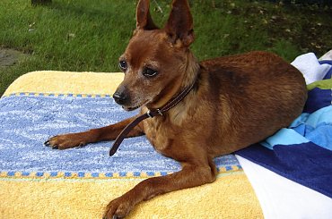 Eikos Media Group, 1998-2006 #Poofter #Goldenburg #Chihuahua #Mexican #Mexico #Dog #Animal #PGoldenburg #Goldenberg #EIKOS