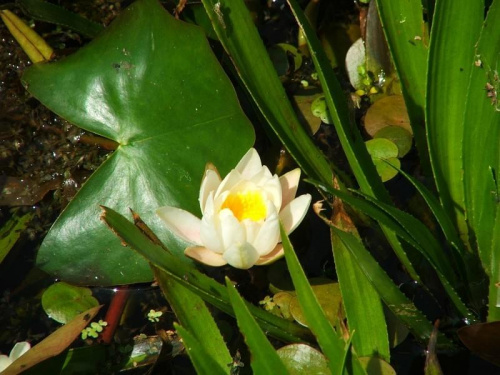 Lilia wodna na Jeziorze Łukie #lilia #grzybień #Łukie