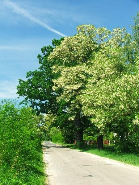 Stare Załucze #droga #akacja #dąb #drzewo #drzewa