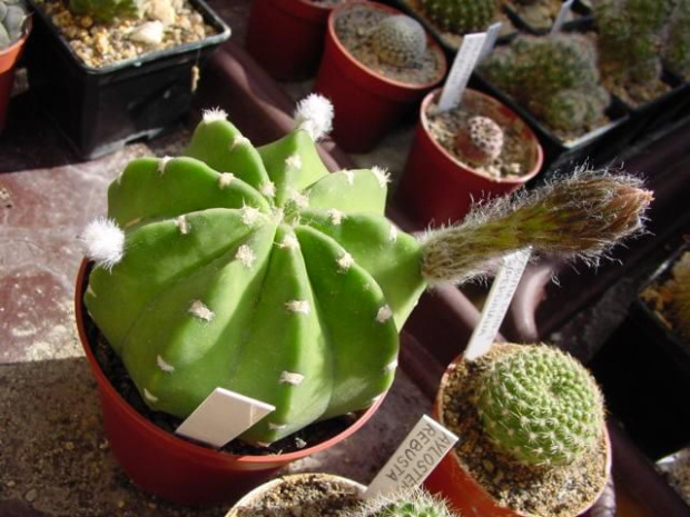 Echinopsis subdenudata