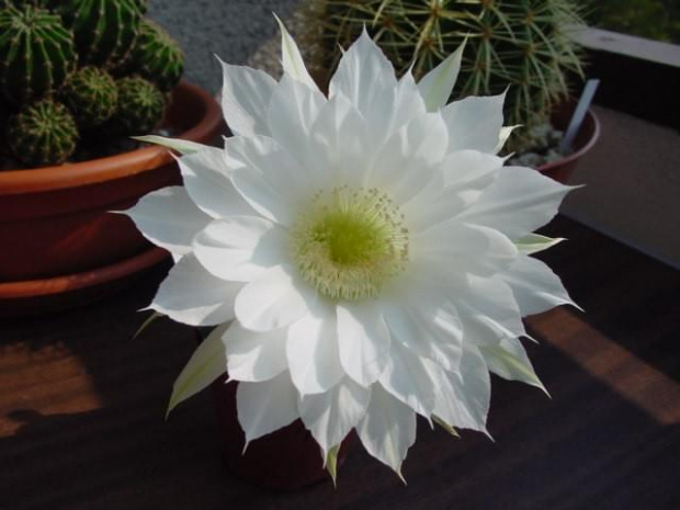 Echinopsis subdenudata