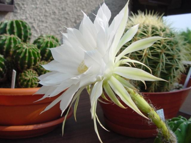 Echinopsis subdenudata