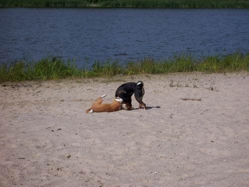 plażowicze w ryni