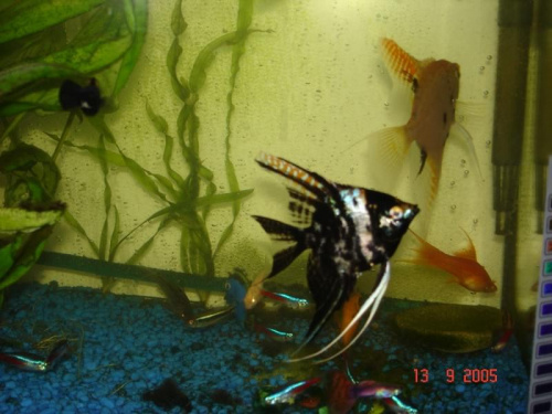 Moje akwarium 2005 rok