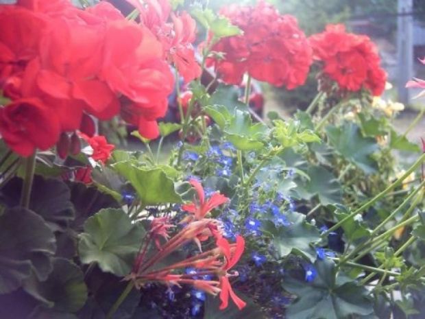 kwiaty #natura #kolory #kwiaty #piękne