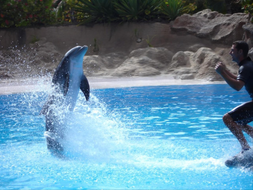 Pokaz delfinów w Loro Parque. #teneryfa #LoroParque #delfiny #pokaz