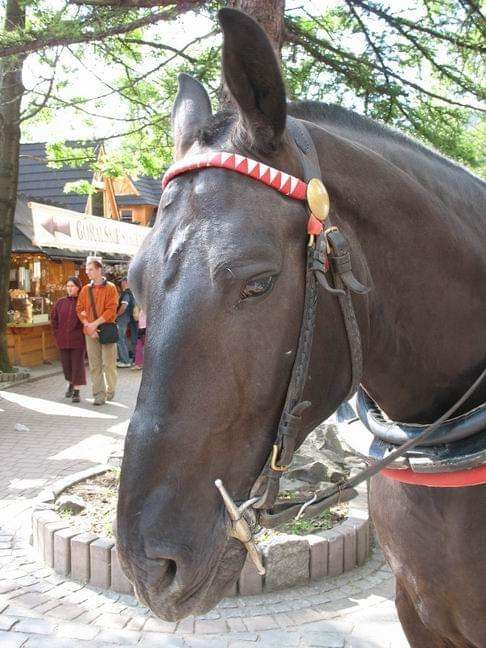 zakopane