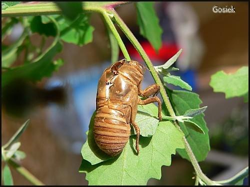 #Chorwacja #makro #owady