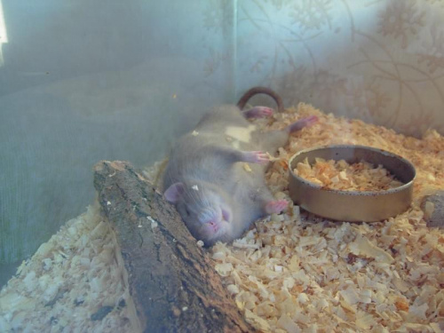 Anakin - dumbo americký modrý potkan - samec - spí ve velkém horku