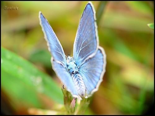 #Chorwacja #makro #owady #motyl