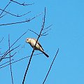 Samica gąsiorka #gąsiorek #ptaki #ornitologia #ptak