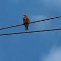 Makolšgwa #ptak #ptaki #ornitologia #makolągwa