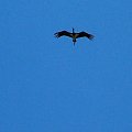 Bocian czarny #ptak #ptaki #ornitologia #BocianCzarny