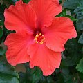 hibiskus