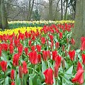 Ogród Keukenhof w Lisse to jedna z największych wiosennych atrakcji Holandii