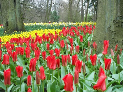 Ogród Keukenhof w Lisse to jedna z największych wiosennych atrakcji Holandii