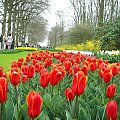 Ogród Keukenhof w Lisse to jedna z największych wiosennych atrakcji Holandii