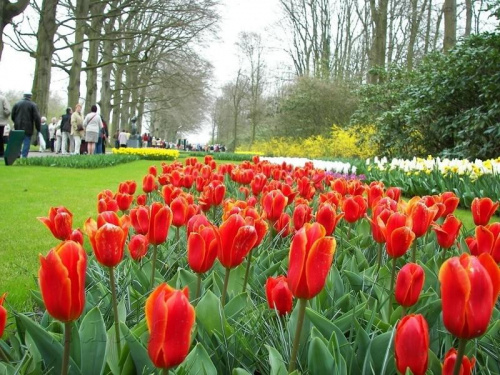 Ogród Keukenhof w Lisse to jedna z największych wiosennych atrakcji Holandii