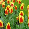 Ogród Keukenhof w Lisse to jedna z największych wiosennych atrakcji Holandii