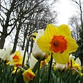 Ogród Keukenhof w Lisse to jedna z największych wiosennych atrakcji Holandii