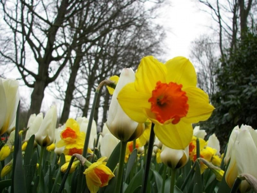 Ogród Keukenhof w Lisse to jedna z największych wiosennych atrakcji Holandii