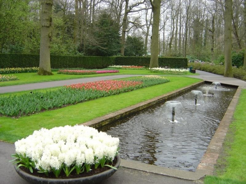 Ogród Keukenhof w Lisse to jedna z największych wiosennych atrakcji Holandii