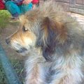 Oto Puszek, mój pies rasy yyy :) nie wiem jakiś długowłosy mieszaniec
