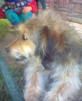 Oto Puszek, mój pies rasy yyy :) nie wiem jakiś długowłosy mieszaniec