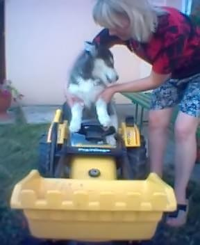 To też Hops, zdjęcie robione nie dawno, pies jest już trochę starszy i w dodatku lubi jeździć na traktorze. LOL