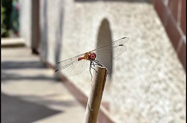 #makro #owady #waszka